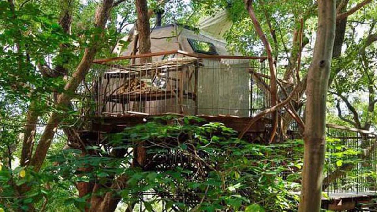 Rumah Pohon Ini Punya Keunikan Yang Bikin Pingin Tinggal di Dalamnya