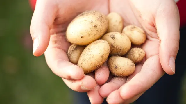 Kentang