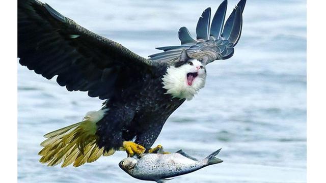 Begini Rupa Kucing Jadi Hewan Lain