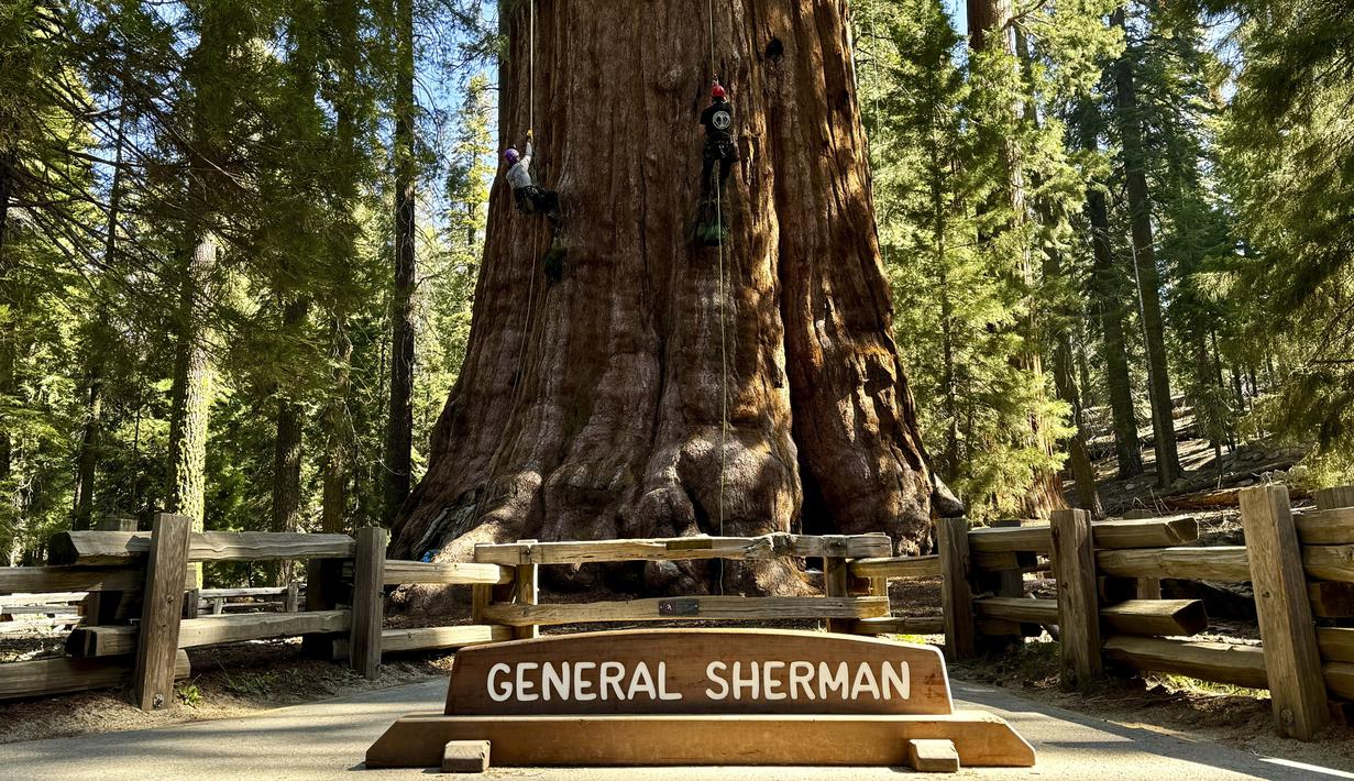 Ini adalah pertama kalinya para pendaki memanjat pohon sequoia ikonik setinggi 85 meter, yang menarik wisatawan dari seluruh dunia ke Taman Nasional Sequoia. (AP Photo/Terry Chea)
