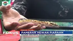 Sejumlah hewan, mulai dari berbagai jenis reptil hingga kucing ditampilkan dalam pameran peliharaan yang digelar di Pinrang, Sulsel.