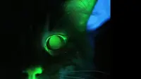 Kucing menyala dalam gelap yang disinari dengan ultraviolet. Credit: Curtin University di Perth, Australia