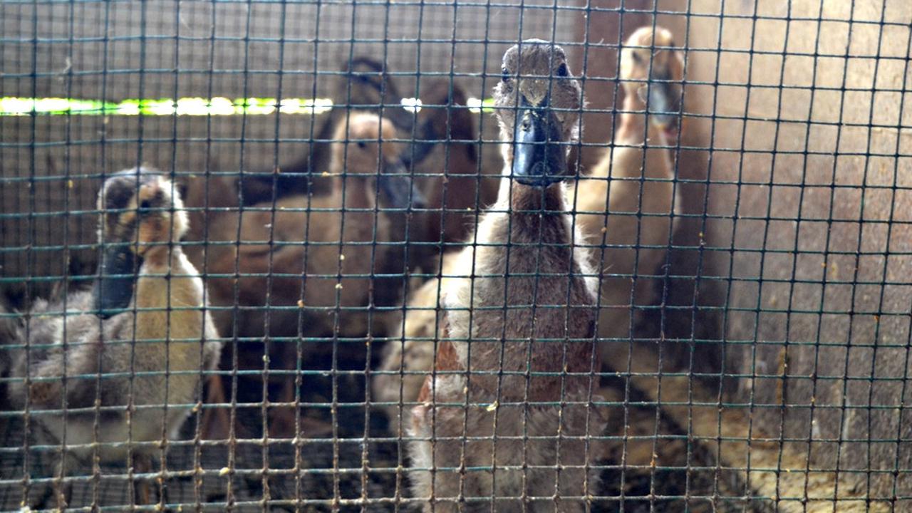 Si "Bohay" Jadi Primadona Peternak Bengkulu