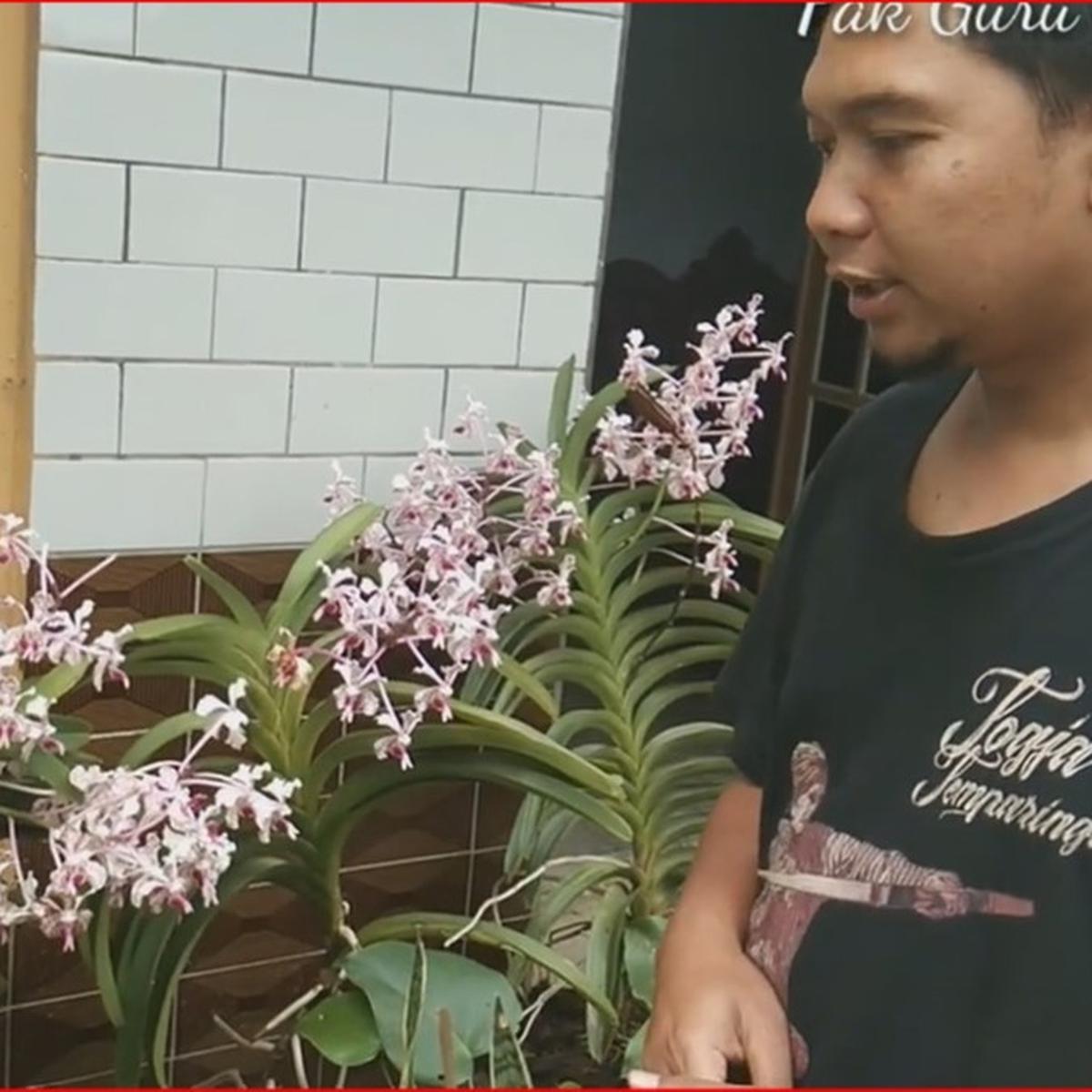 Anggrek Vanda Tricolor