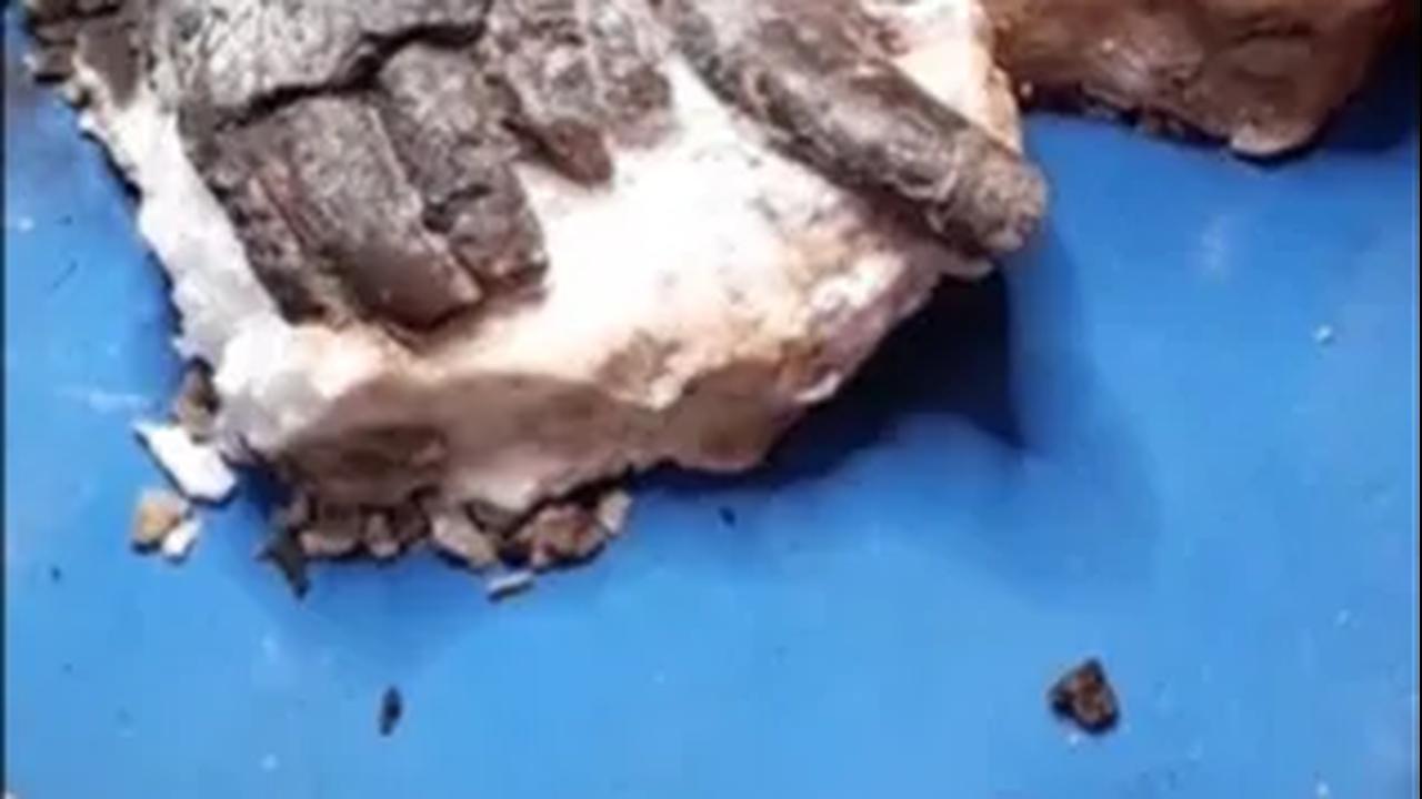 Ilmuwan Temukan Fosil Predator Raksasa Misterius, Diduga Hidup Sebelum Era Dinosaurus