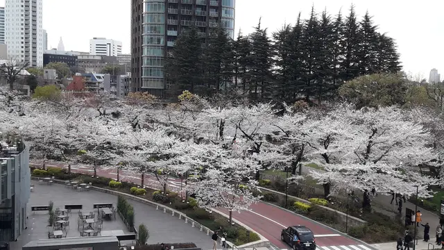 Sakura di Jepang (Liputan6.com/Edu Krisnadefa)