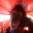Orang Utan Bagus, Ebony, dan Roby Pulang ke Hutan Jelang HKAN 2026