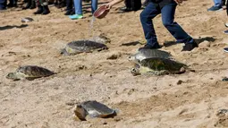 Menurut Direktur Jenderal Konservasi Sumber Daya Alam dan Ekosistem (Dirjen KSDAE) Satyawan Pudyatmoko, 20 penyu Lekang berasal dari pembesaran oleh kelompok pelestari penyu Sindhu Dwarawati binaan BKSDA Bali. Kemudian tiga penyu sisik dan 23 jenis penyu hijau merupakan satwa sitaan sebagai barang bukti hasil pengungkapan kasus tindak pidana Direktorat Polairud Polda Bali dan KSDAE. (SONNY TUMBELAKA/AFP)