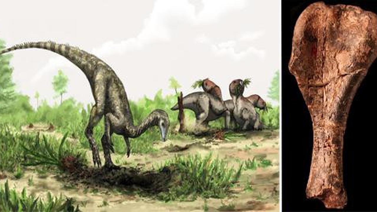 Peneliti temukan fosil dinosaurus pertama