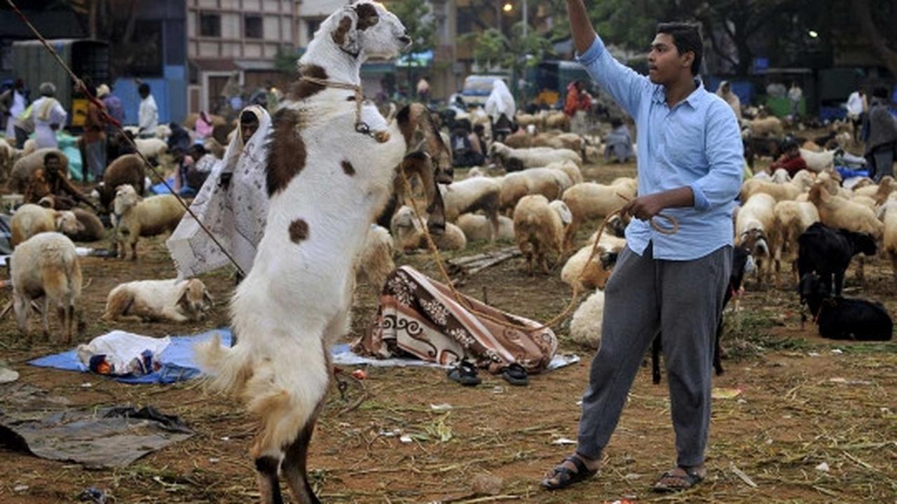 Menengok padatnya pasar hewan kurban di India