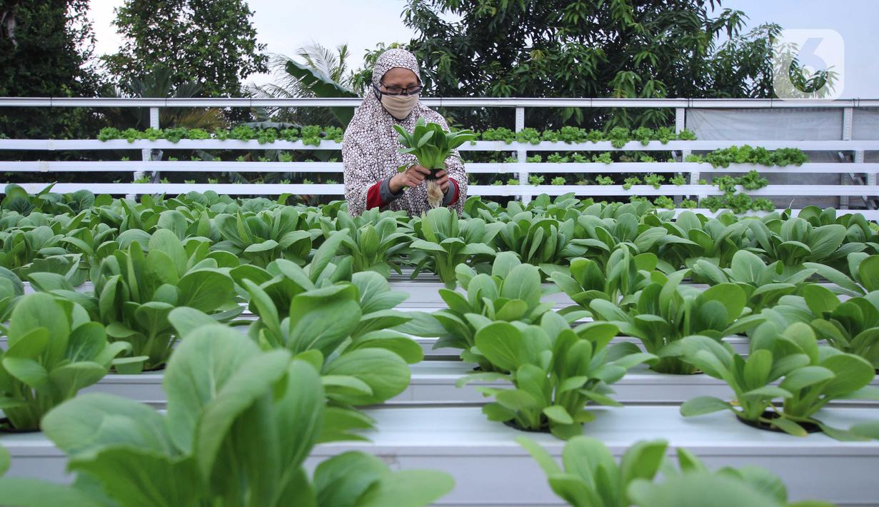 Warga merawat sayuran yang ditanam menggunakan metode hidroponik di atap rumahnya di Ciledug, Kota Tangerang, Banten, Sabtu (24/10/2020). Atap rumah dimanfaatkan untuk budi daya sayuran hidroponik guna menambah pendapatan dan tetap produktif di masa pandemi COVID-19. (Liputan6.com/Angga Yuniar)