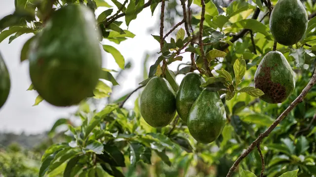 Pohon Alpukat