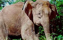 Mengapa Gajah di Kalimantan Berbadan Kecil? Ini Penjelasannya