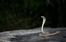 9 Cara Aman Jika Menemukan Sarang Ular King Cobra dan Telurnya Rumah dan Sekitar, Beri Antisipasi Terbaik