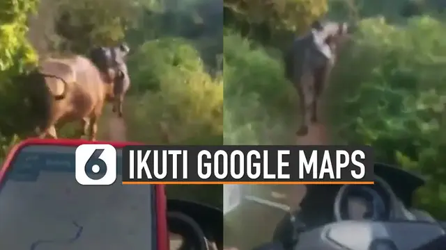 Beredar video pengendara motor dikerjai oleh Google Maps. Karena mereka harus melewati jalan kecil dan terkena macet kerbau.