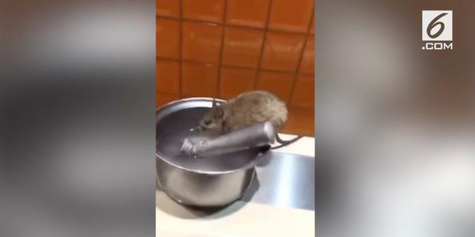 VIDEO: Heboh, Rekaman Tikus Minum di Meja Restoran