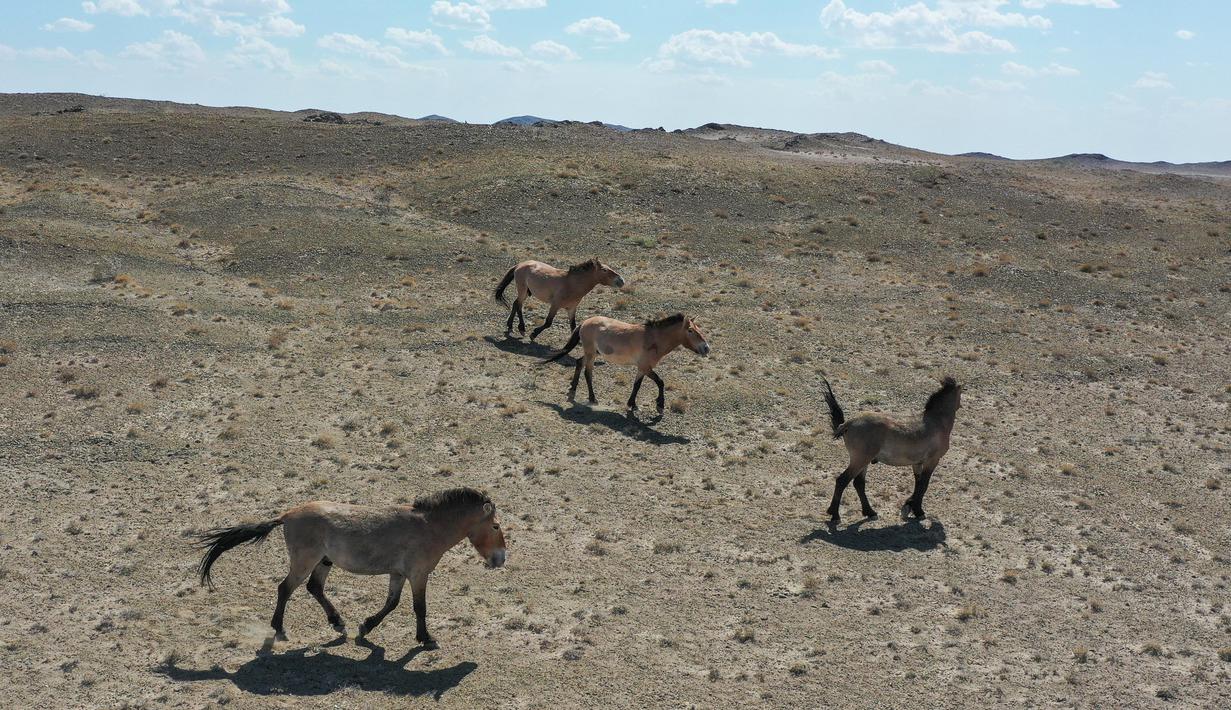 Kawanan kuda Przewalski terlihat di Cagar Alam Kalamayli, Daerah Otonom Uighur Xinjiang, China barat laut, pada 3 Juni 2020. (Xinhua/Ding Lei)