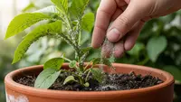 8 Manfaat Abu Kayu untuk Kebun dan Dapur, Jadi Pupuk hingga Pembersih Alami
