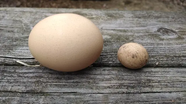 6 Potret Telur Ayam dengan Bentuk Unik, Ada yang Sebesar Kelereng