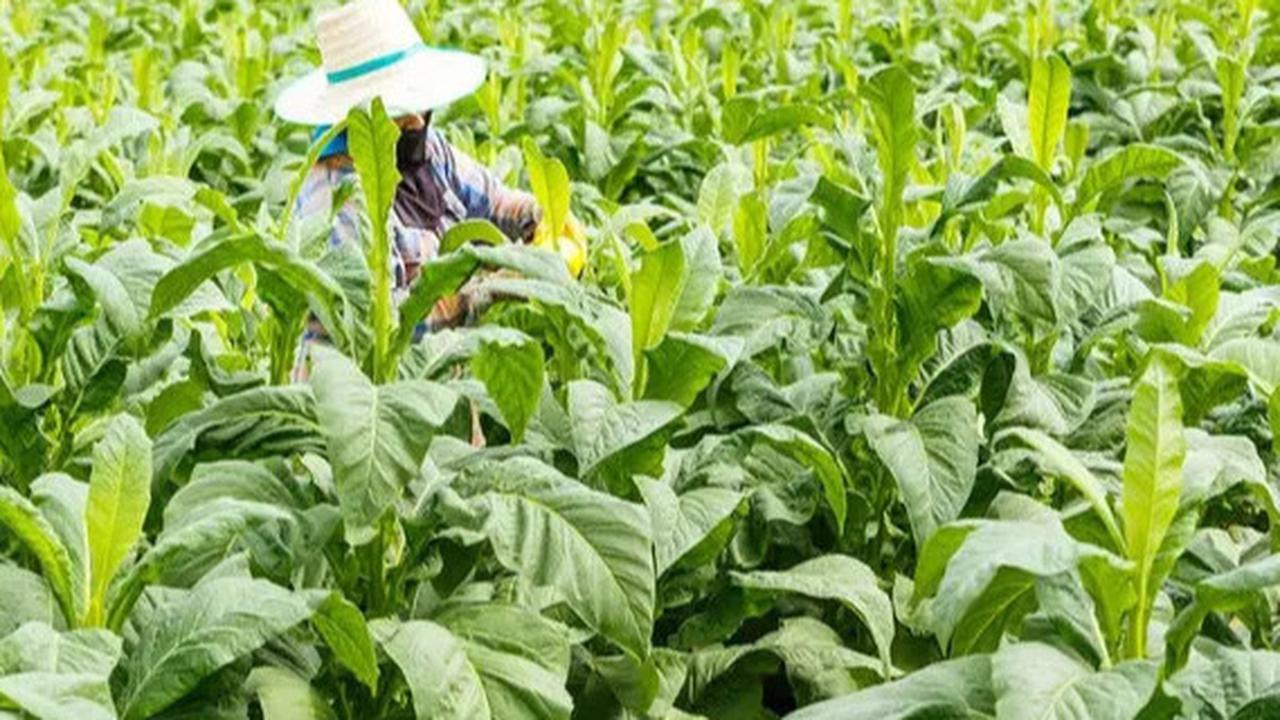 Curhat Petani Tembakau, Khawatir Penjualan Hasil Panen Anjlok