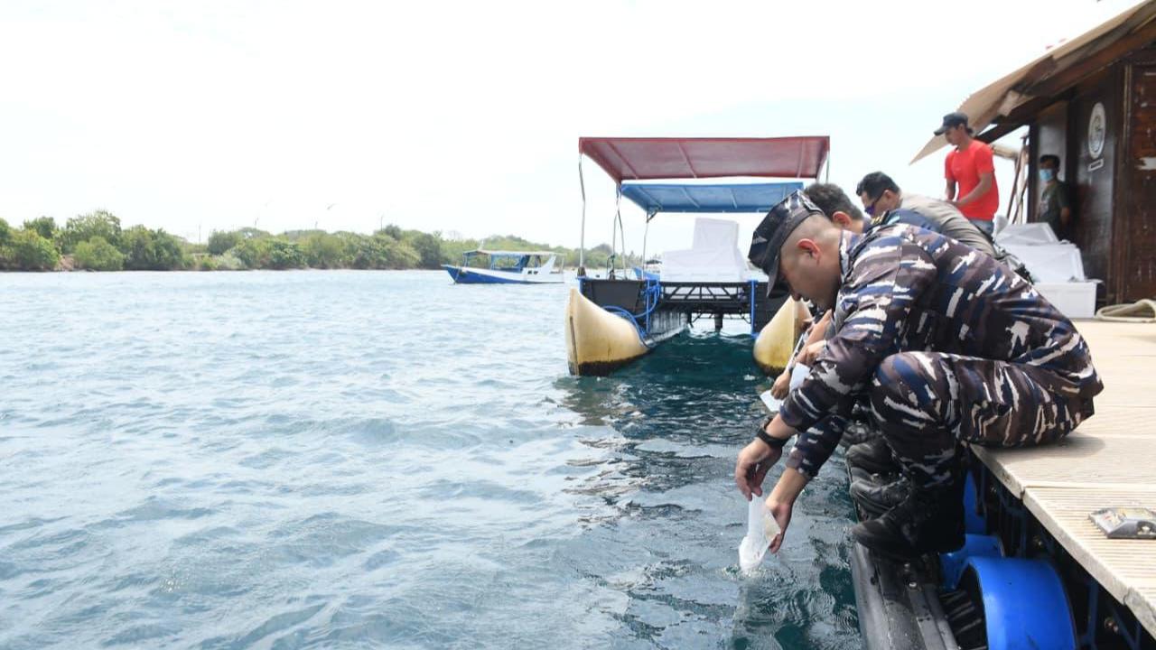 TNI AL Gagalkan Penyelundupan 85.000 Ekor Benih Bening Lobster di Wilayah Banyuwangi