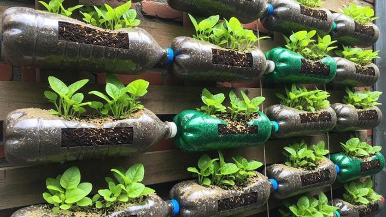 6 Tanaman Sayur yang Cocok untuk Lahan Kecil Perkotaan dan Minim Sinar Matahari