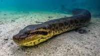 Wanita ini tak menyangka seekor ular anaconda raksasa akan melintas di dekatnya saat menyelam