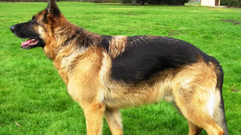 Ilustrasi anjing German Shepherd