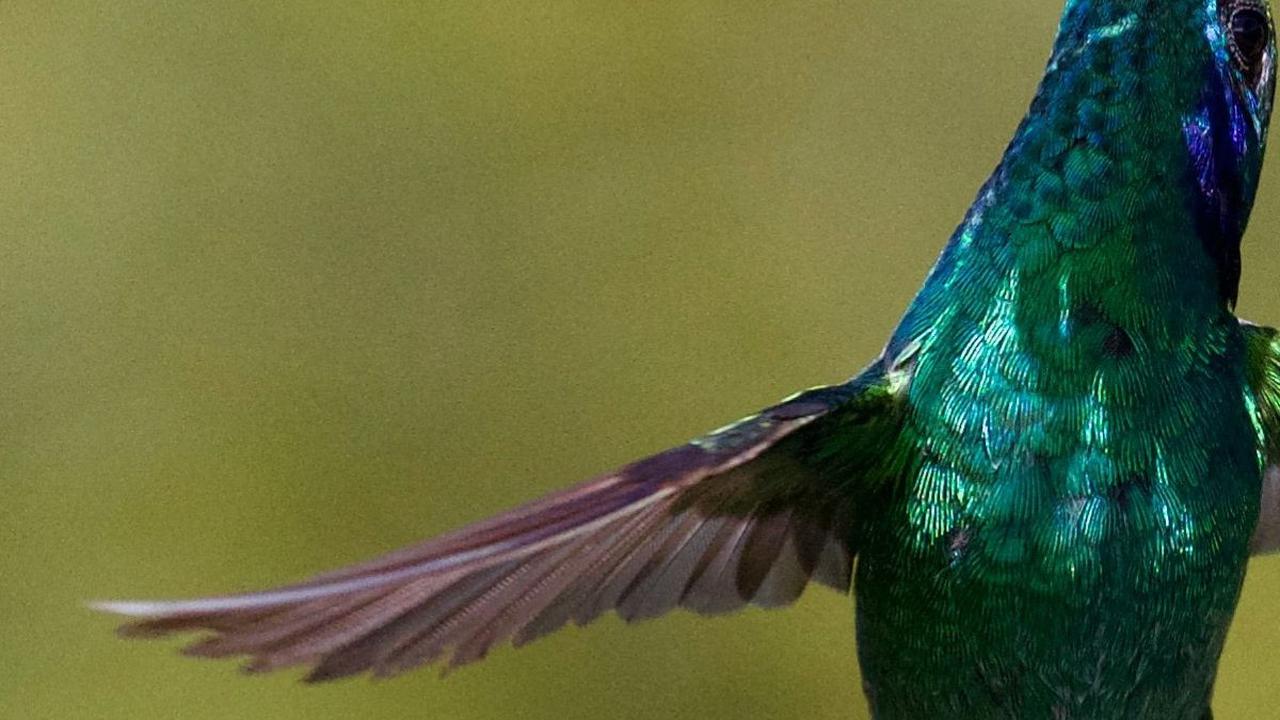 Fiery-Throated Hummingbird (Panterpe insignis)