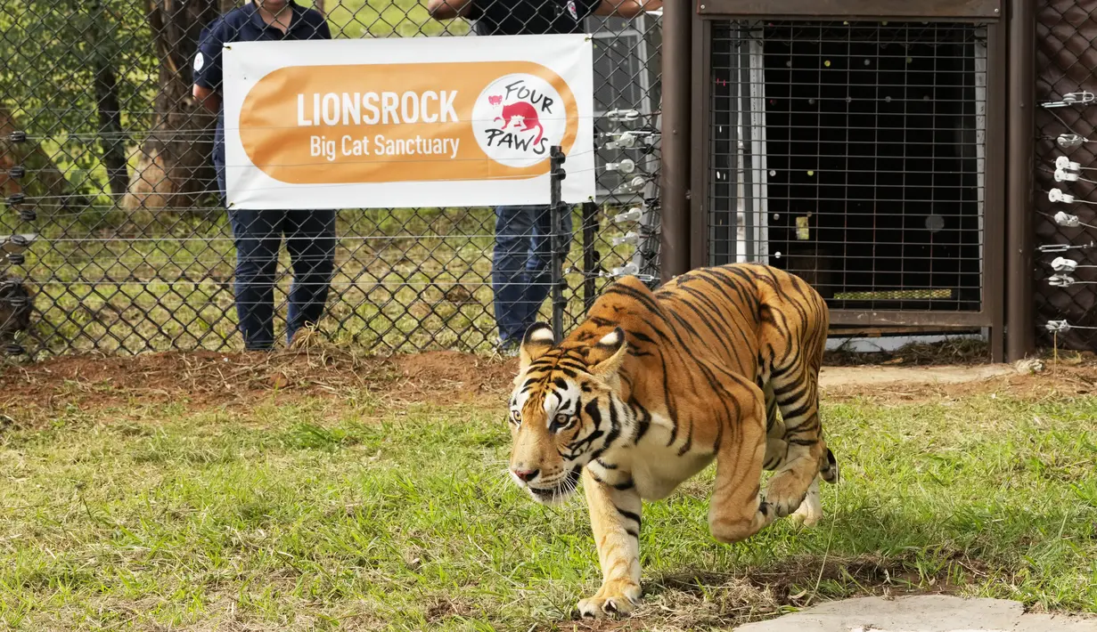 Petugas melihat seekor harimau dilepaskan dari peti ke dalam kandang di Lionsrock Big Cat Sanctuary, Afrika Selatan, Sabtu (12/3/2022).  Kelompok Four Paws di Argentina menyelamatkan empat harimau yang selama 15 tahun telah dikurung di gerbong kereta yang ditinggalkan. (AP Photo/Themba Hadebe)