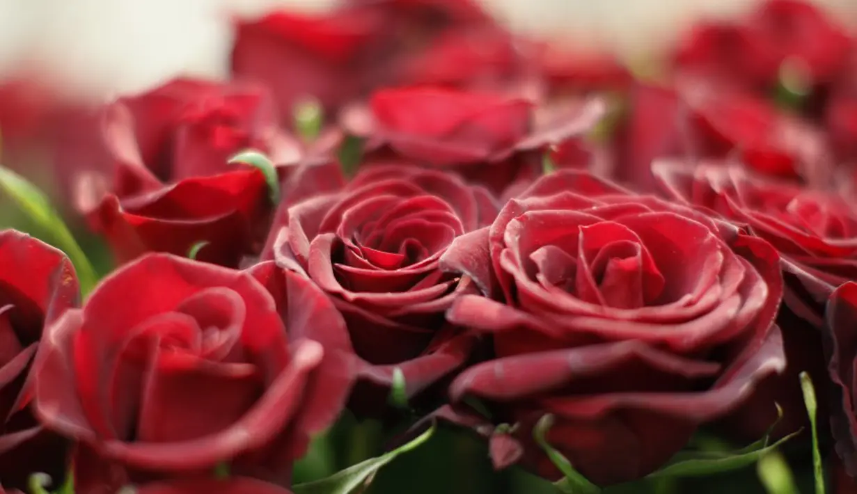 Selain sebagai simbol cinta ternyata Bunga Mawar memiliki khasiat mistis. Menanam Bunga Mawar di depan rumah diyakini mampu menangkal santet. (Reuters)