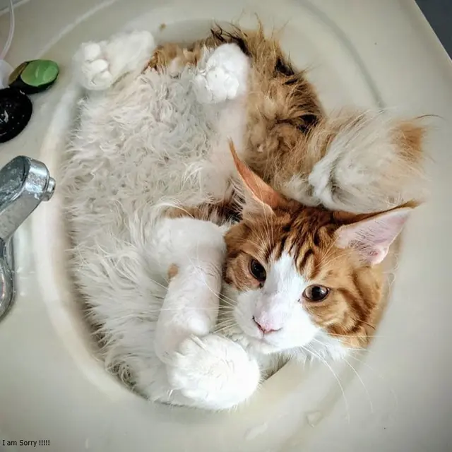 tempat santai kucing