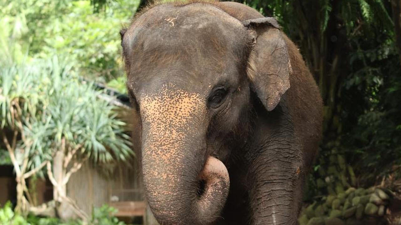 Kabar Duka dari Bali Zoo, Gajah Molly Mati Terseret Arus Sungai Saat Hujan Deras