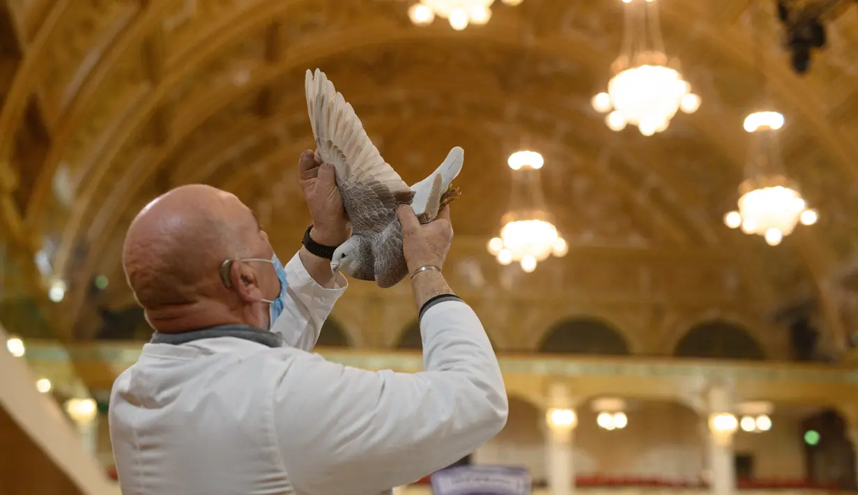 Juri menilai seekor merpati saat penjurian dalam acara pertunjukan British Homing World di Blackpool, Inggris (14/1/2022). Meskipun dibatalkan tahun lalu karena pandemi Covid-19, British Homing World Show of the Year adalah pertemuan peternak merpati terbesar di Inggris. (AFP/Oli Scarff)