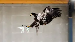 Seekor Elang tampak mencengkram Drone yang berterbangang di Rotterdam , Belanda 29 Januari 2016. Hal ini untuk mengurangi tindakan para pemakai drone ilegal di Belanda. (REUTERS / Nederlands Politie )