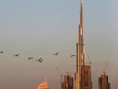Burung flamingo terbang bermigrasi melewati gedung tertinggi di dunia, Burj Khalifa di Dubai, Uni Emirat Arab (28/1). Meski terdiri dari gedung-gedung mewah, pemerintah Dubai tetap menjaga habitat burung flamingo. (AP Photo / Kamran Jebreili)