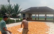 Harga Jagung Pipilan Lebak Melonjak, Petani Raih Untung Jutaan Rupiah