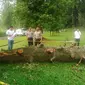 Petugas Polresta Bogor di lokasi pohon tumbang Kebun Raya Bogor (Liputan6.com/Bima Firmansyah)