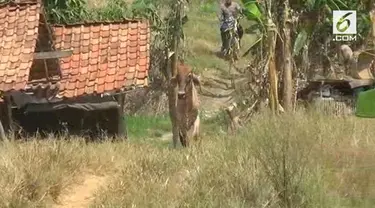 Seekor sapi milik sebuah perusahaan penggemukan sapi di Subang stress dan emngamuk di sebuah perkampungan,