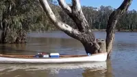 Jadi Korban Banjir, Koala Melompat ke Perahu Penyelamat