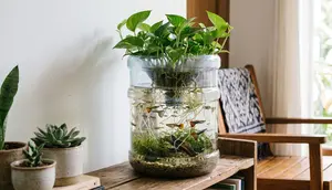 7 Inspirasi Kolam Mini dari Galon Bekas untuk Ikan Guppy, Murah dan Estetik