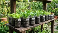 Botol Plastik 600 ml, 1,5 Liter, dan 2 Liter Mana Paling Cocok untuk Berkebun? Ini Penjelasannya