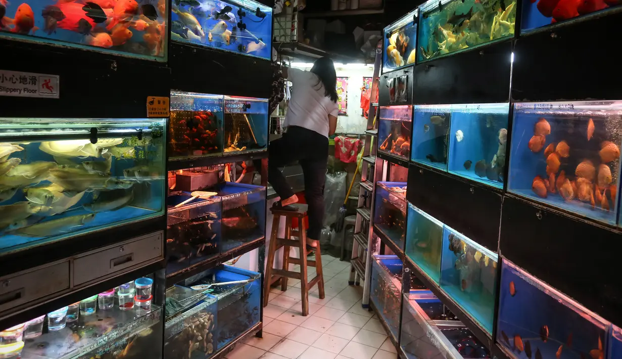Seorang wanita bekerja di pasar ikan Mong Kok, distrik Kowloon di Hong Kong pada 10 November 2018. Tak hanya pengunjung lokal, turis mancanegara pun kerap datang ke Mong Kok Goldfish Market. (VIVEK PRAKASH/AFP)