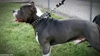 Judi Adu Anjing Pitbull Amerika di Bali Dibubarkan Polisi