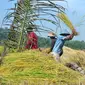 Petani tengah memanen padi organik di Cingebul Kecamatan Lumbir, Banyumas. (Foto: Liputan6.com/Muhamad Ridlo)