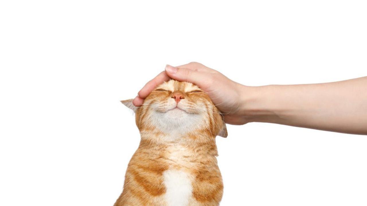 <b>Bersedekah melalui Kucing</b><br>