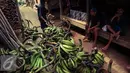 Tumpukan buah pisang hasil kebun Warga Baduy Luar dikumpulkan di halaman Kampung Kadu Ketug, Kabupaten Lebak, Banten (13/05). Hasil bumi dibawa dengan berjalan kaki ke Kabupaten Lebak. (Liputan6.com/Fery Pradolo)