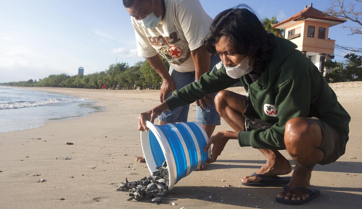 Seorang sukarelawan melepaskan bayi penyu ke laut di Bali, Indonesia, Selasa (6/7/2021). Puluhan penyu Lekang yang baru menetas dilepasliarkan dalam kampanye penyelamatan penyu yang terancam punah. (AP Photo/Firdia Lisnawati)