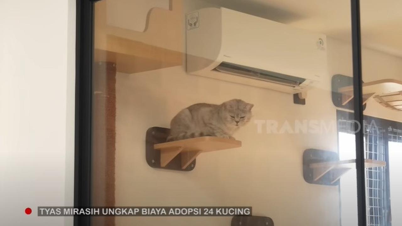 7 Potret Rumah Kucing Tyas Mirasih bak Asrama, Dihuni 24 Ekor Anabul - Ada Ruang Melahirkan