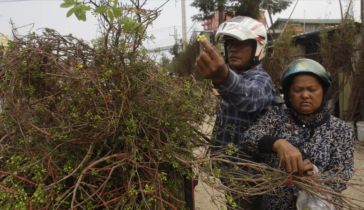 Seorang pedagang menyiapkan bundel pohon bunga kuning untuk dijual di toko pinggir jalan di Phnom Penh, Kamboja (8/2/2021).  Imlek pada tahun ini jatuh pada tanggal 12 Februar 2021. (AP Photo/Heng Sinith)